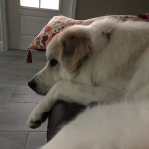 Meet your Posher, Alexandra